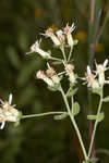 Toothed whitetop aster 